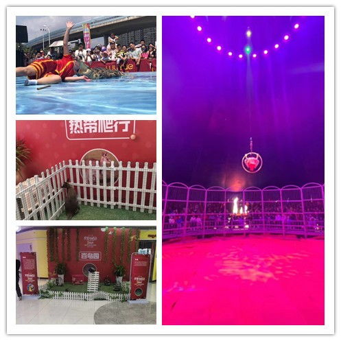 清遠市萌寵展租賃服務推薦 鴻飛禮儀慶典專業(yè)解決方案